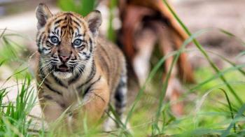 Dua Anak Harimau Muncul di Kampar
